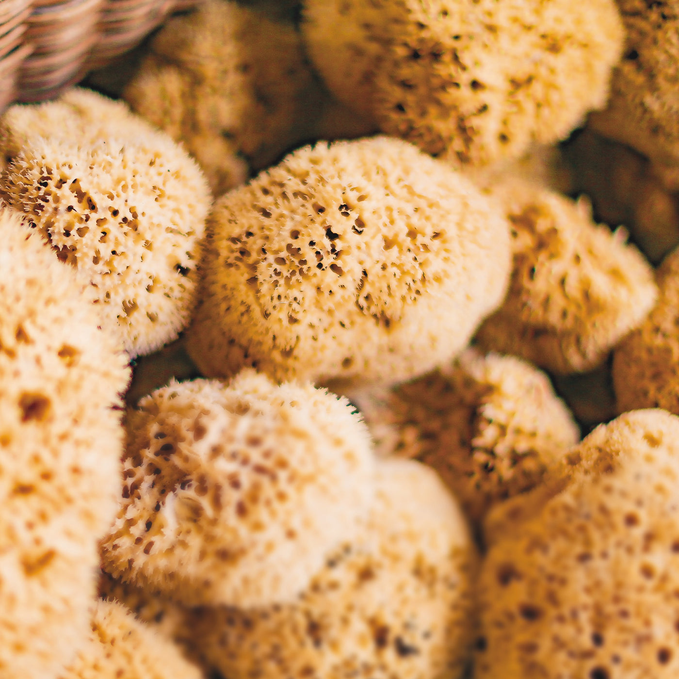 Natural Honeycomb Sea Sponge - Environmentally Sourced 20cm