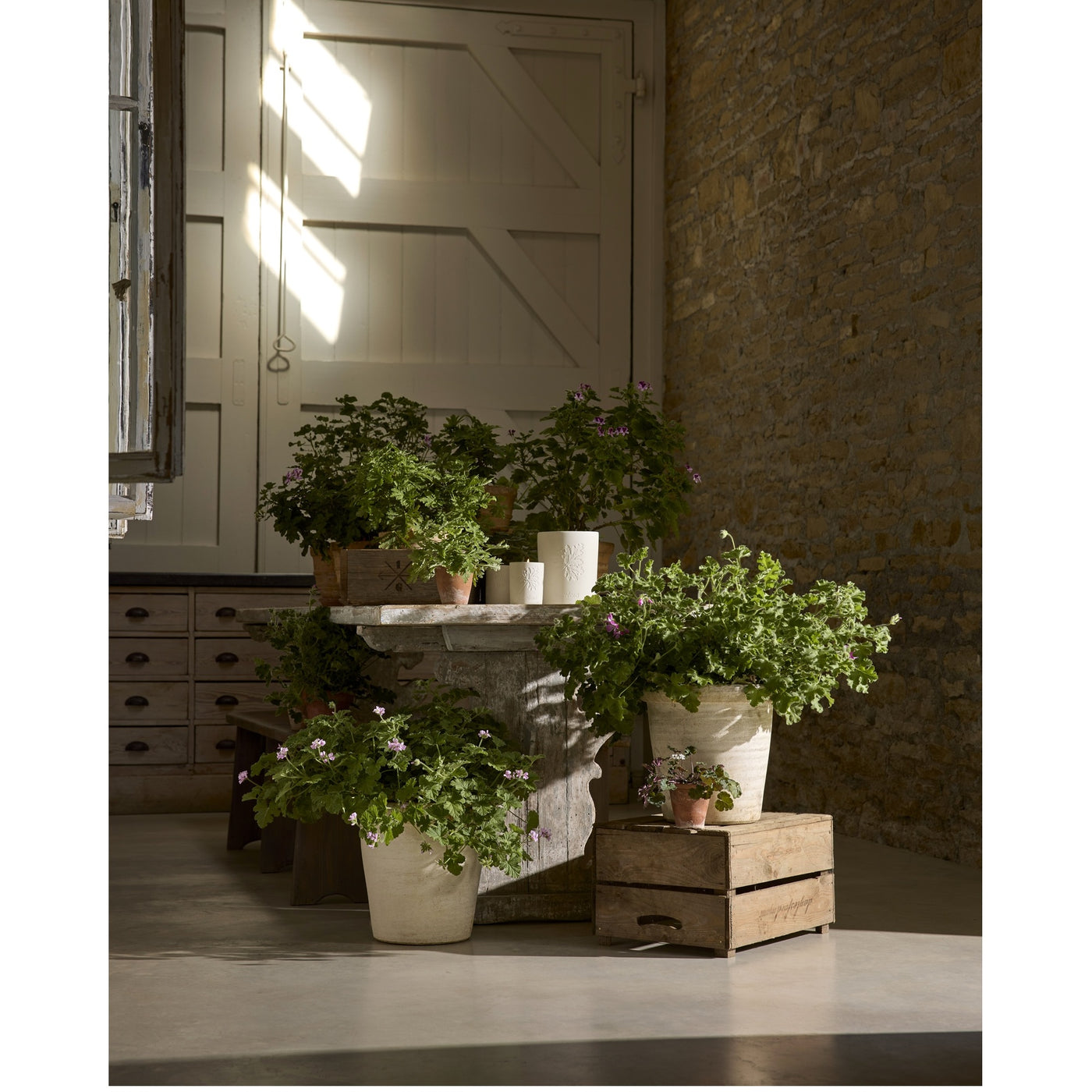 Graveolens Geranium Candle 320g