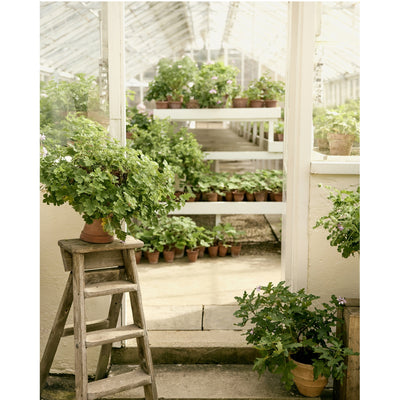 Graveolens Geranium Candle 320g